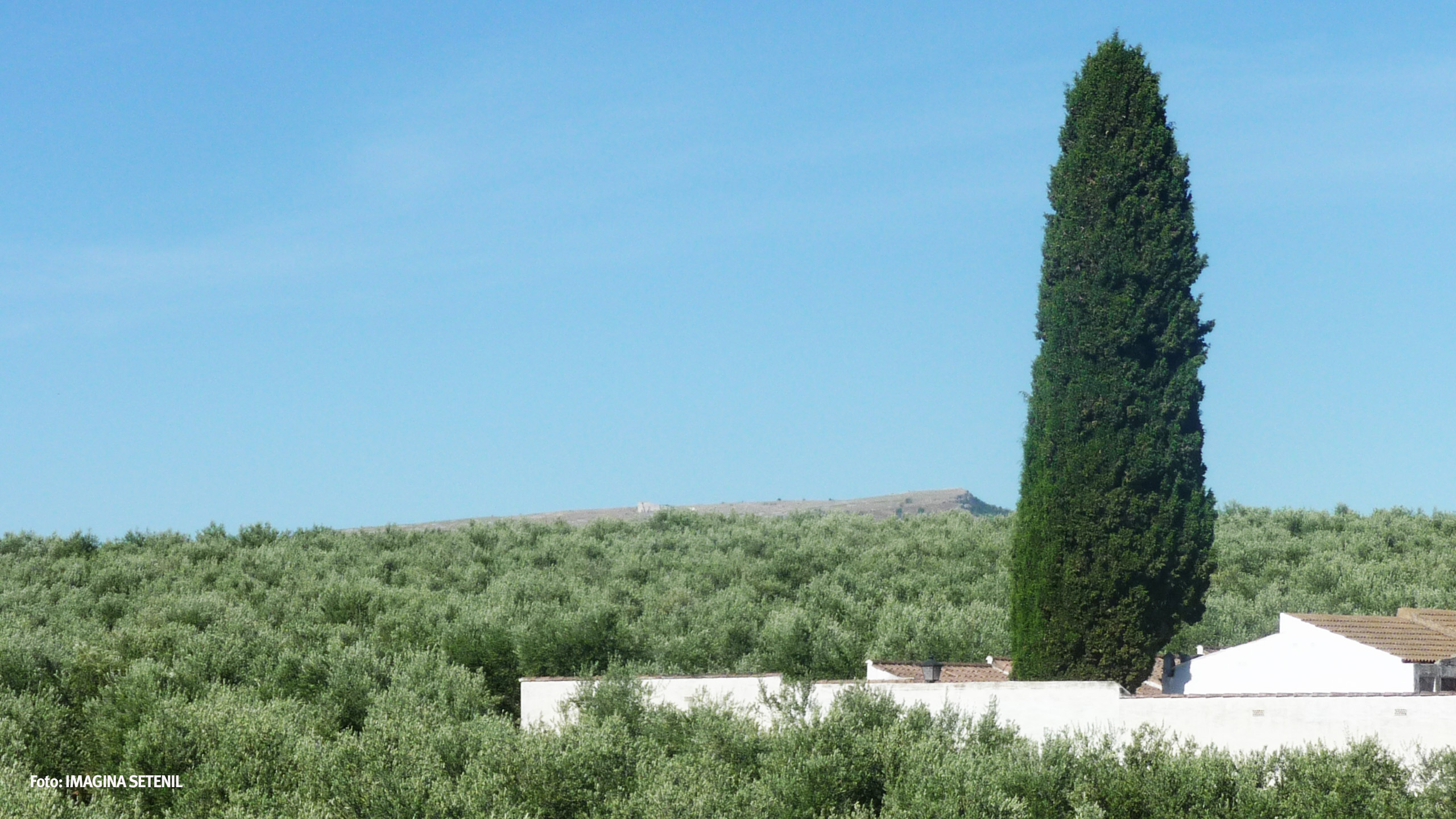 Desde el tejado de la ermita de San Sebastián se divisa Acinipo, tras una maravilloso mar de olivos.