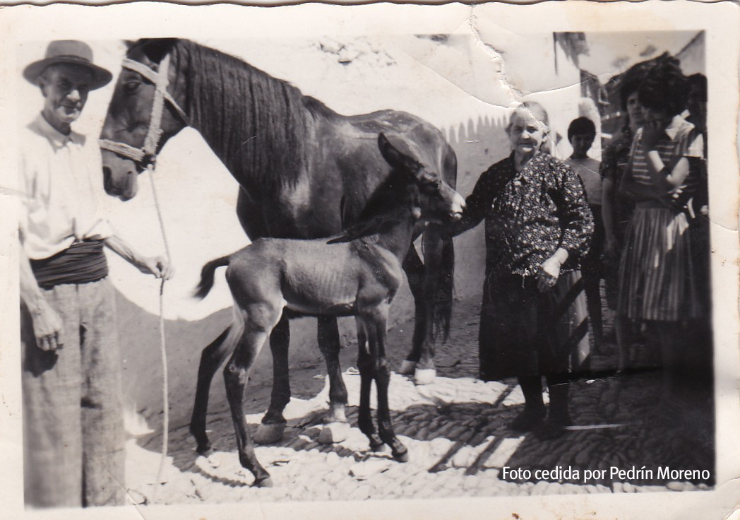 BURROS Y CABALLOS EN LA CALLE. Pedro Moreno y María Camacho en la calle Alta, celebrando la llegada de un potrillo. Los caballos, mulos y burros formaban del paisaje del pueblo.
