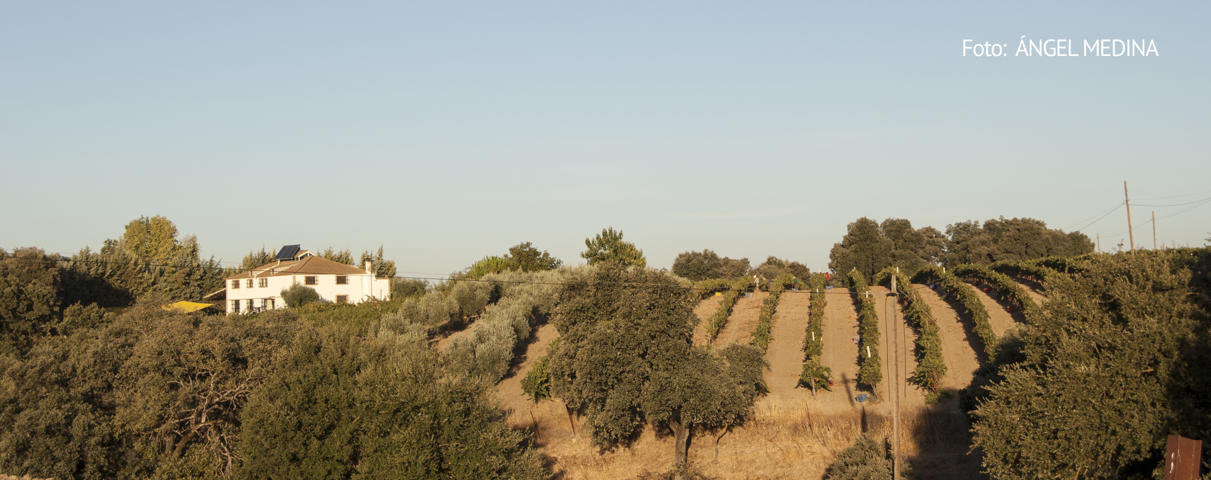 La finca Las Mesetas, propiedad de Paco Camacho, tiene una extensión de 60 hectáreas (50 de montes), de tradición ganadera y agrícola. En ese espacio, 1,3 hectáreas se dedica al viñedo. A la izquierda, una imagen del campo. Foto: ÁNGEL MEDINA.